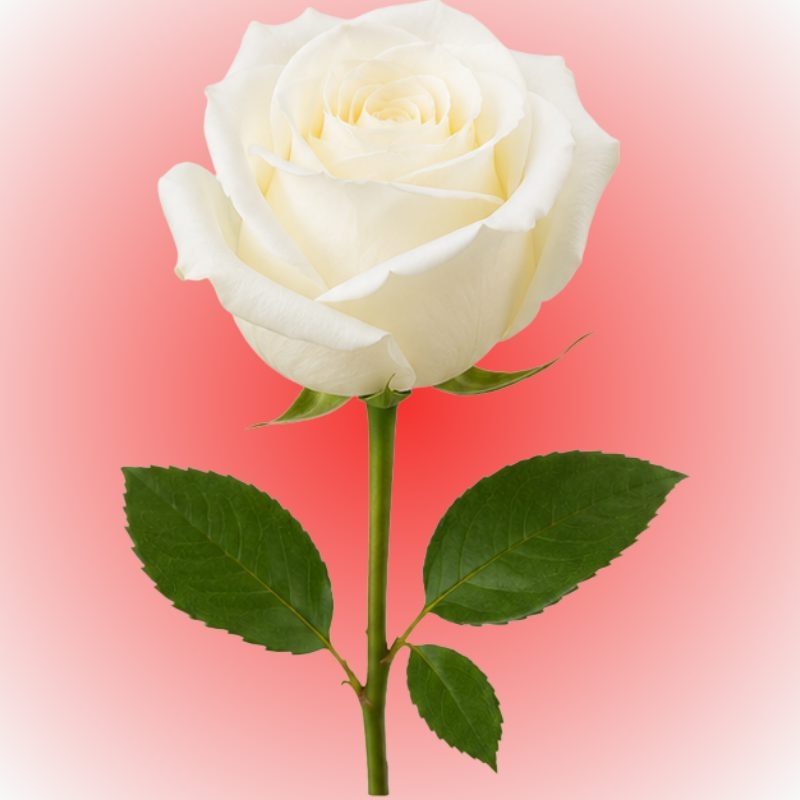 Rosa individual para adicionar - Imagen 1