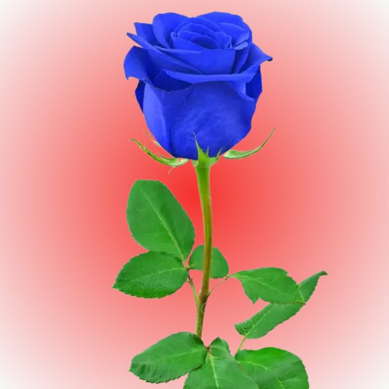 Rosa individual para adicionar - Imagen 1