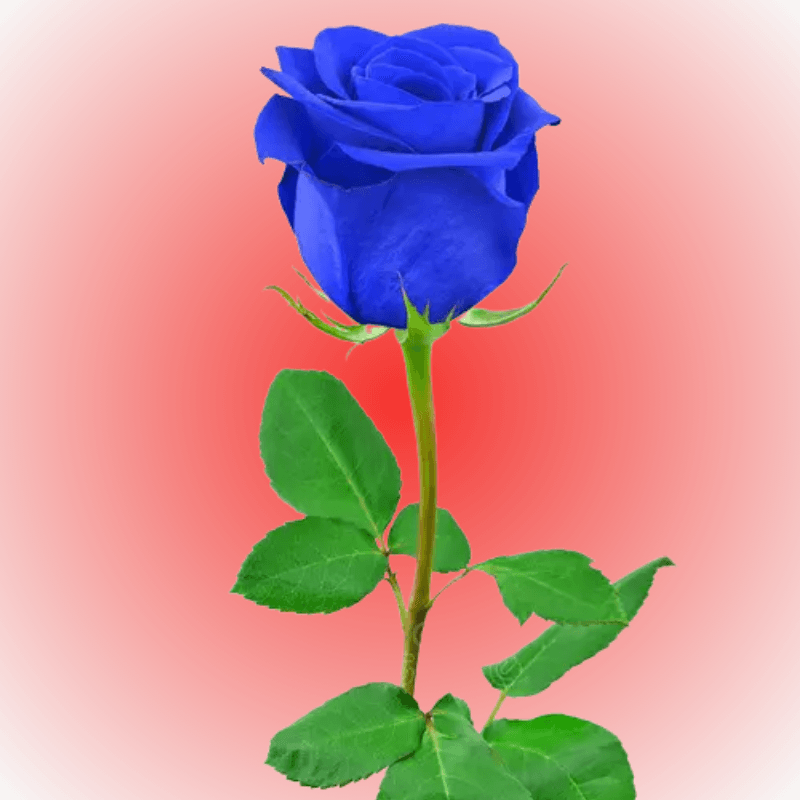 Rosa individual para adicionar - Imagen 1