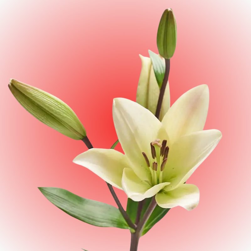 Lilium individual para adicionar - Imagen 1