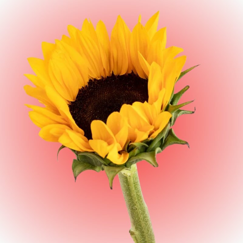 Girasol individual para adicionar - Imagen 1