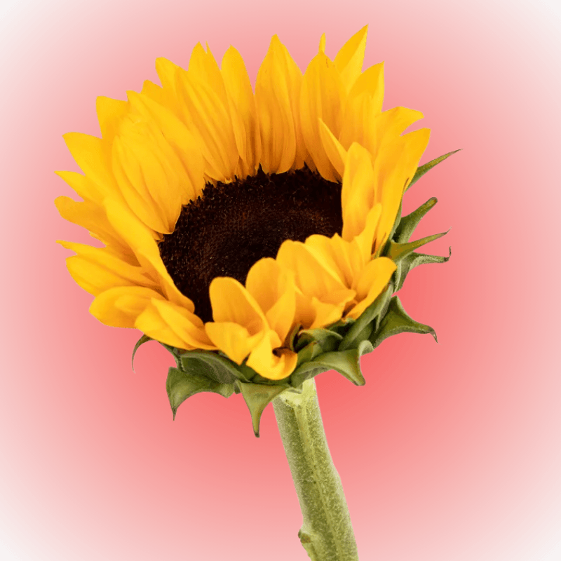 Girasol individual para adicionar - Imagen 1