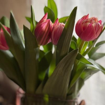 Tulipanes en florero