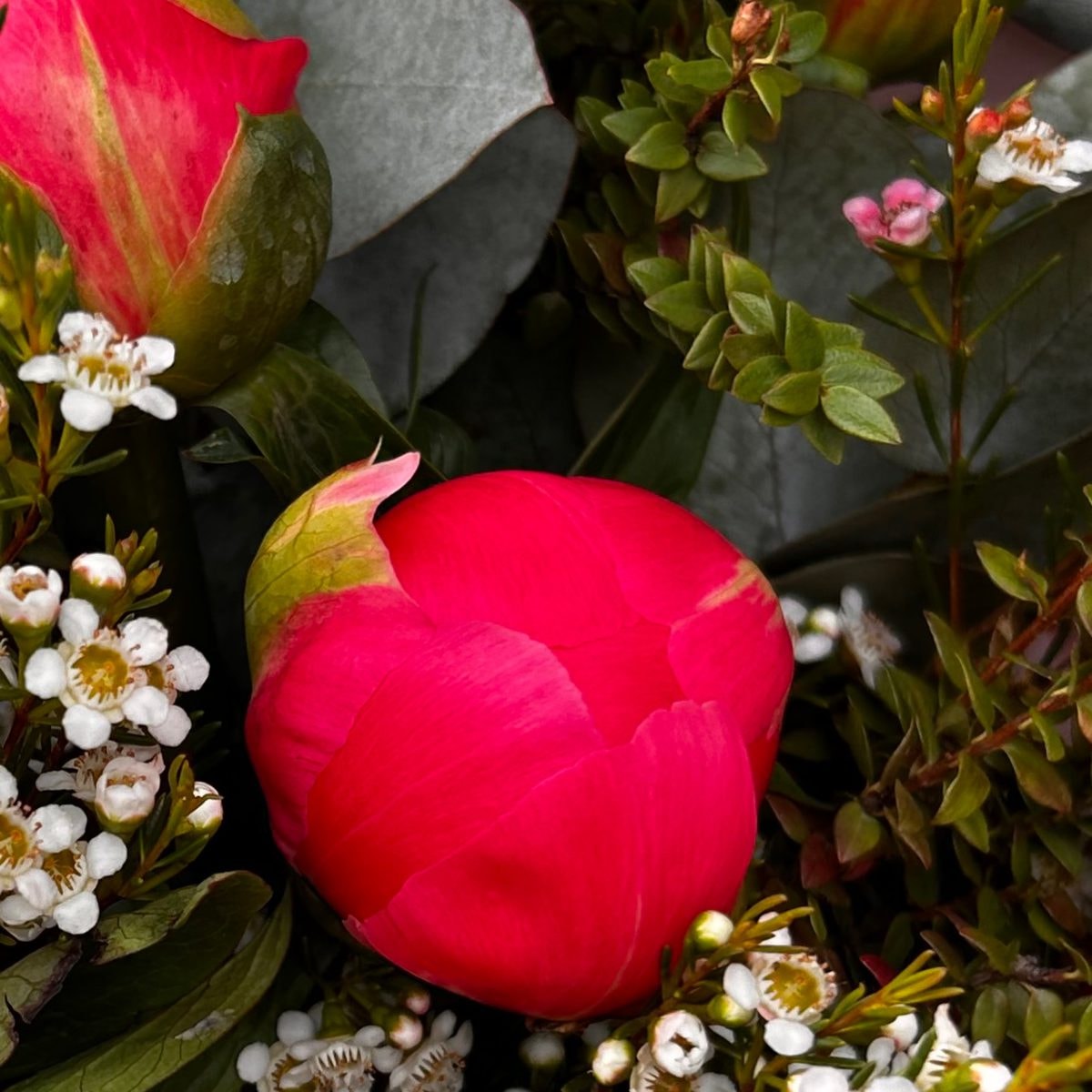 Peonias en Coral - Imagen 1