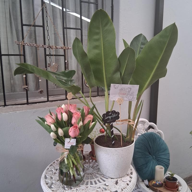 Pedido 47506