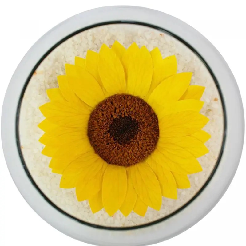 Girasol Natural Preservado - girasol preservado en pecera vidrio con piedrecitas