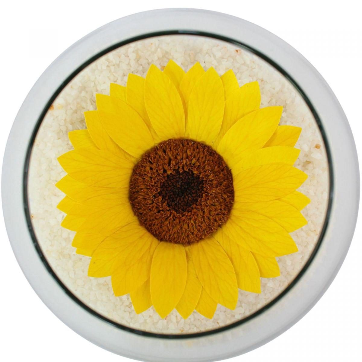 Girasol Natural Preservado - girasol preservado en pecera vidrio con piedrecitas - Imagen 1
