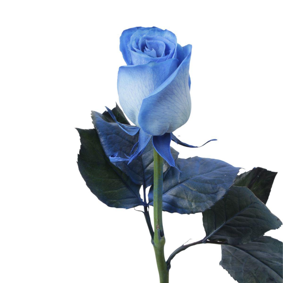 Rosa Azul - Imagen 1