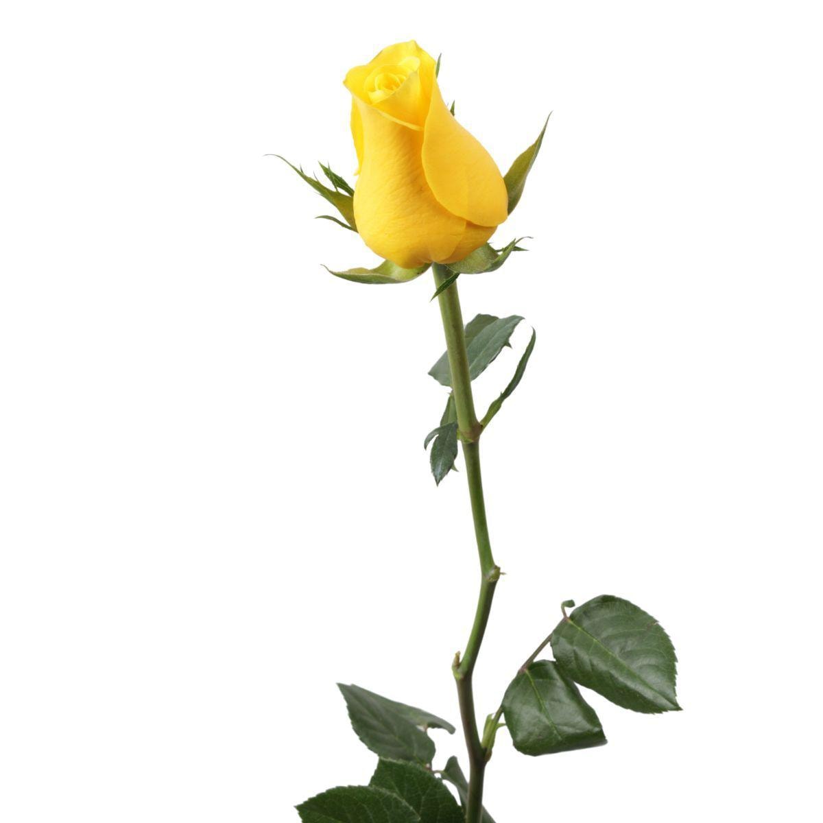 Rosa amarilla - Imagen 1