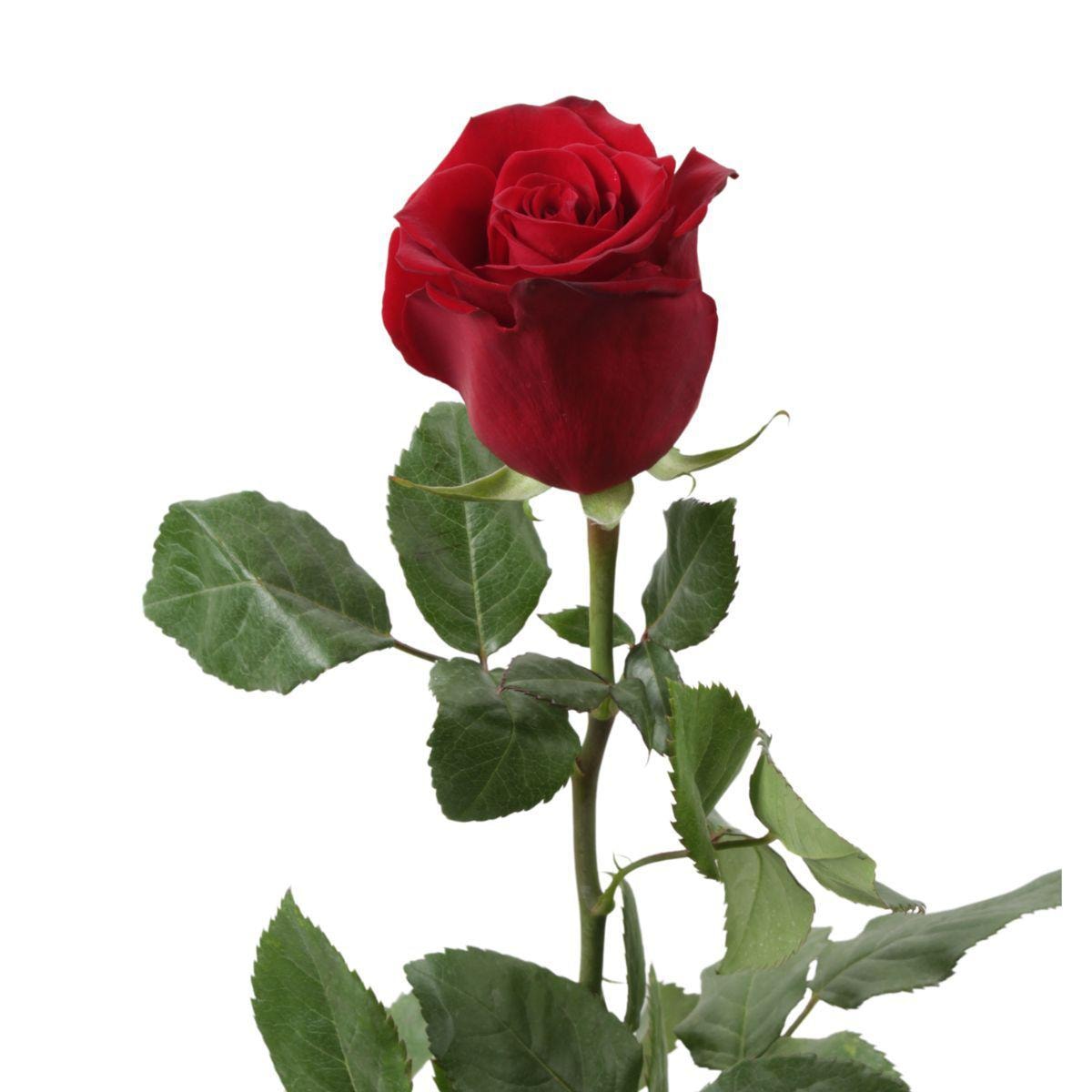 Rosa Roja - Imagen 1