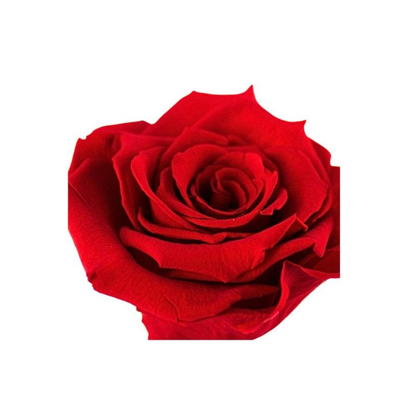 Florero Rosa Preservada - rosa preservada rojo en florero cilindrico vidrio - Imagen 2