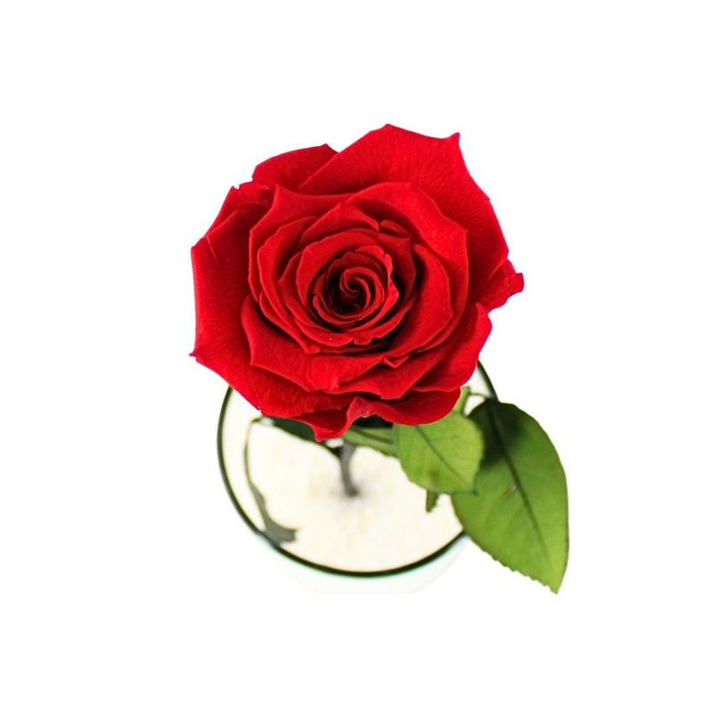 Florero Rosa Preservada - rosa preservada rojo en florero cilindrico vidrio - Imagen 4