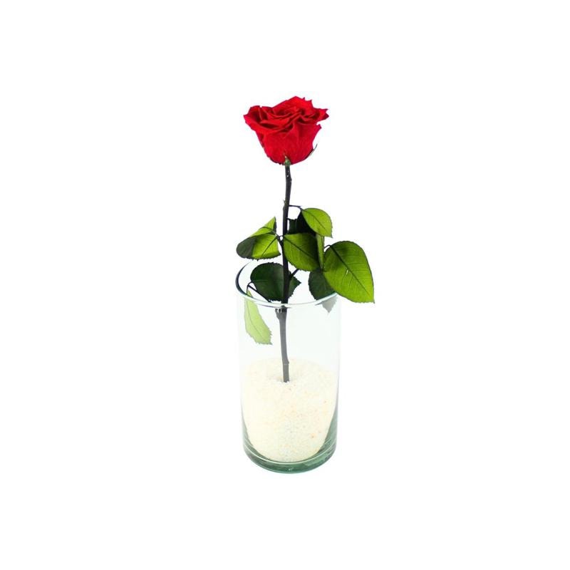 Florero Rosa Preservada - rosa preservada rojo en florero cilindrico vidrio - Imagen 5