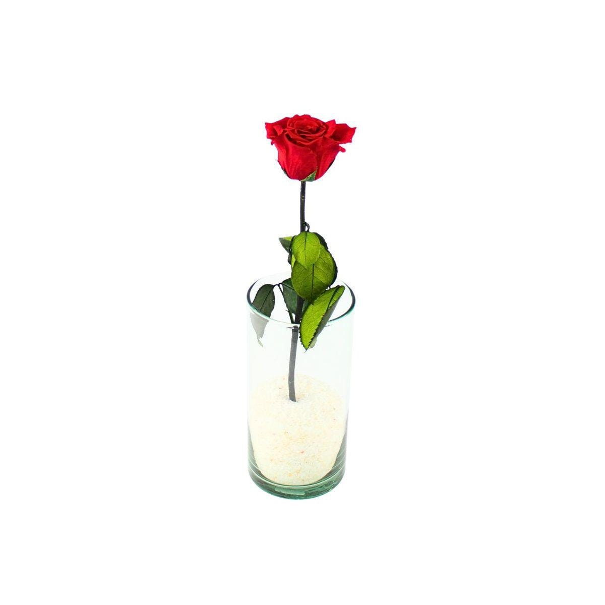 Florero Rosa Preservada - rosa preservada rojo en florero cilindrico vidrio - Imagen 1