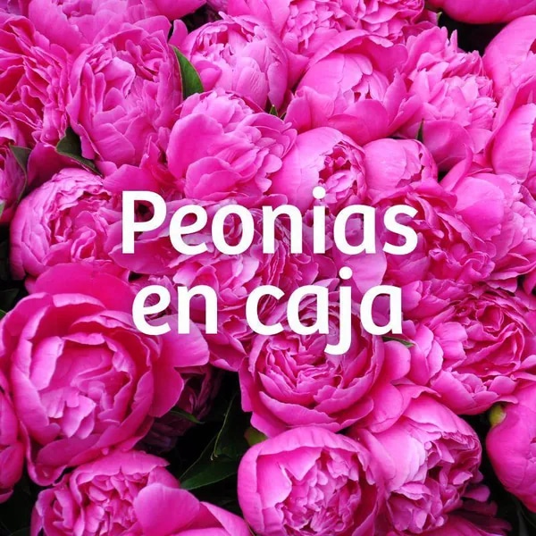 Peonias en FlowerBox