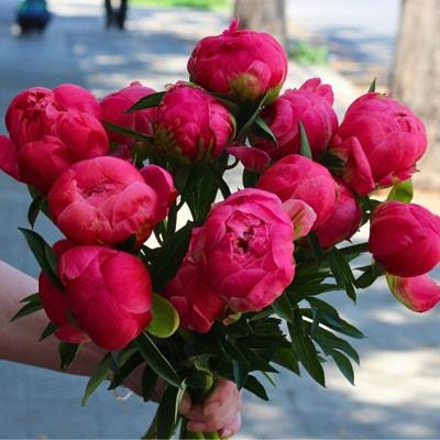 Peonias en FlowerBox - Imagen 5