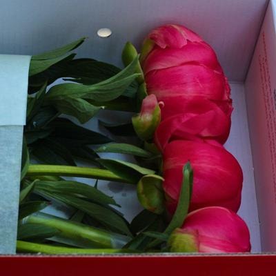Peonias en FlowerBox - Imagen 4