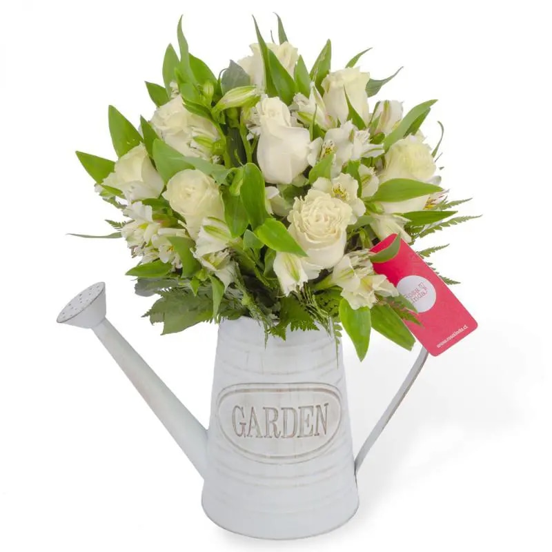 Agustina en Regadera -Arreglo 10 rosas blanco y astromelias