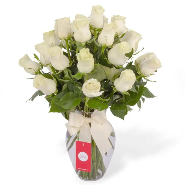 Amparo en Ánfora 24 rosas - florero ánfora con 24 rosas blancas
