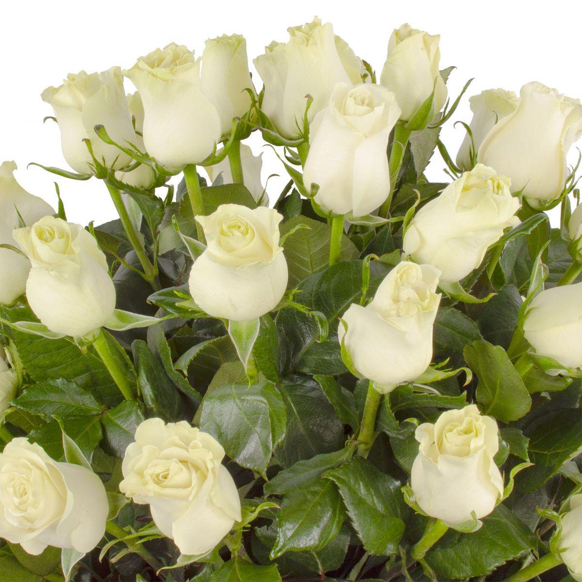 Carolina - Arreglo floral con 50 rosas blancas - Imagen 5