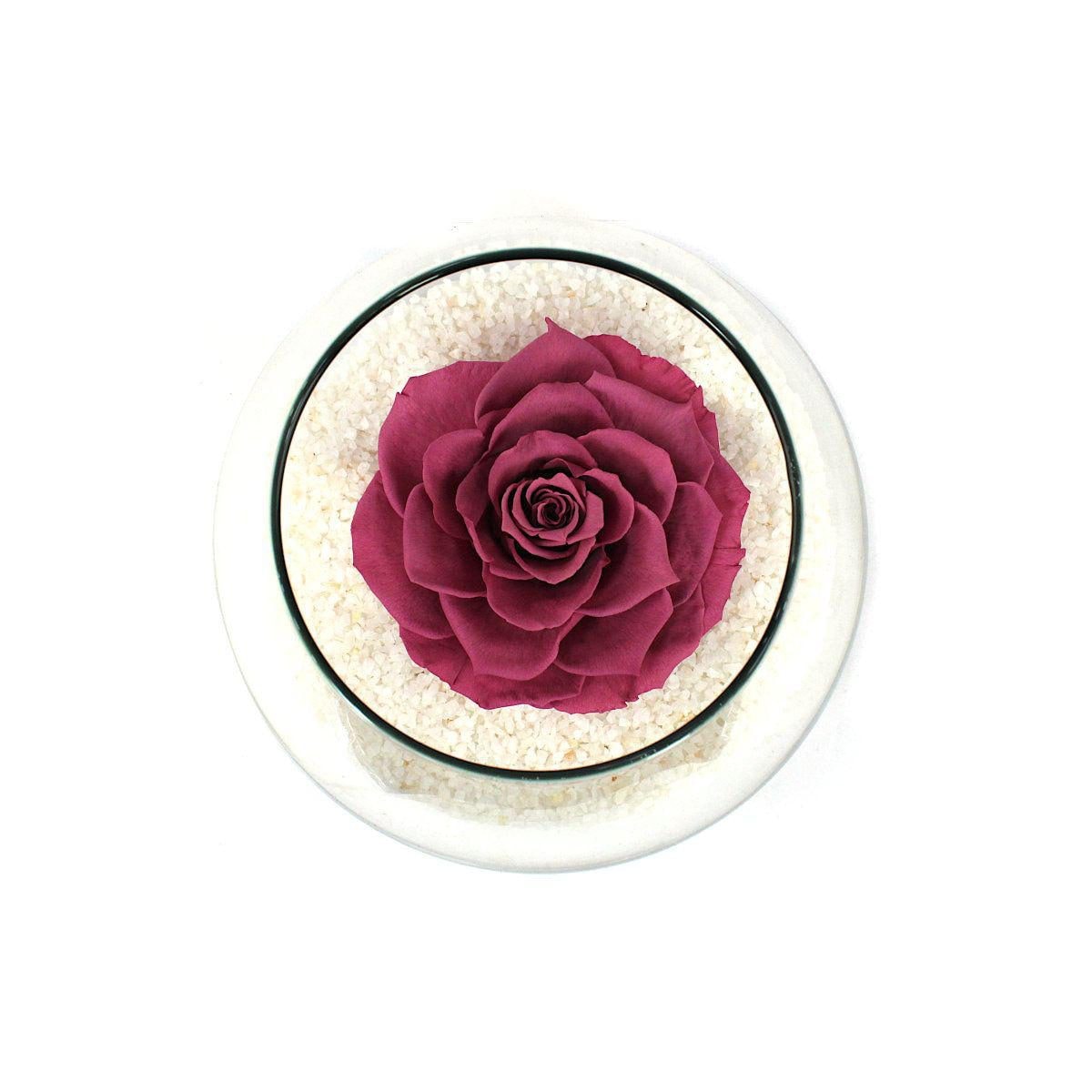 Rosa Lila Natural Preservada - rosa preservada en pecera vidrio con piedrecitas - Imagen 1