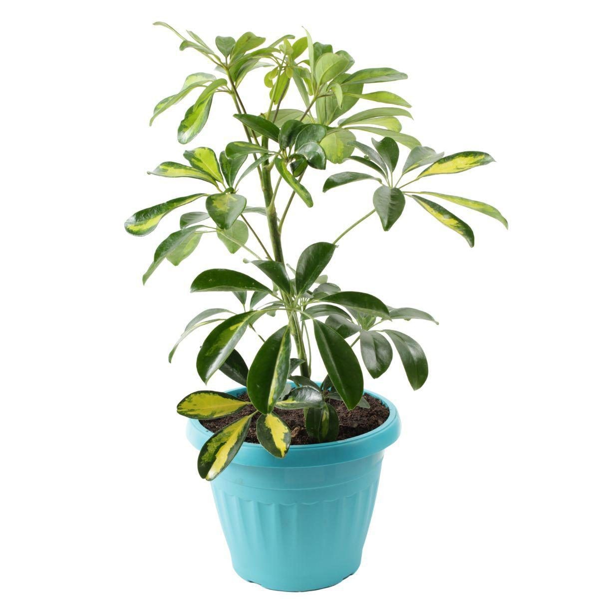 Chiflera S - Planta de interior en macetero - Imagen 1