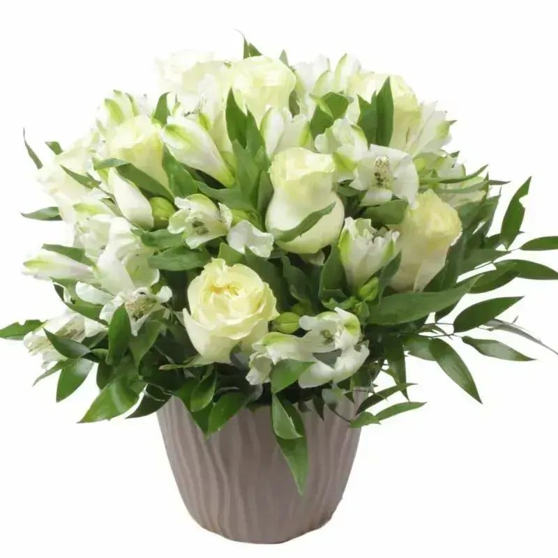 Amor Blanco en Maceta - Imagen 1