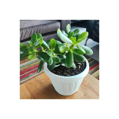Arbol de Jade S- Planta Suculenta en macetero