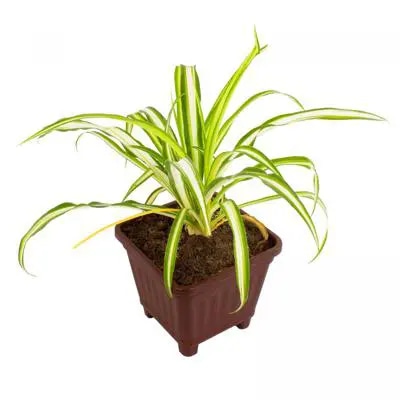 Chlorophytum comosum (cinta) - Planta de interior en macetero