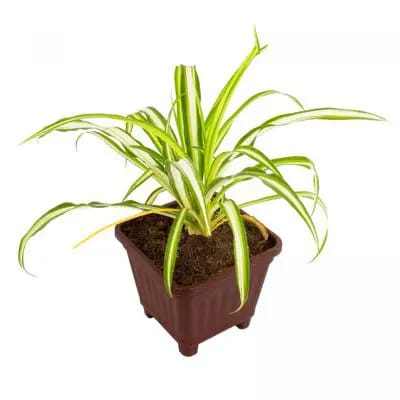 Chlorophytum comosum (cinta) - Planta de interior en macetero