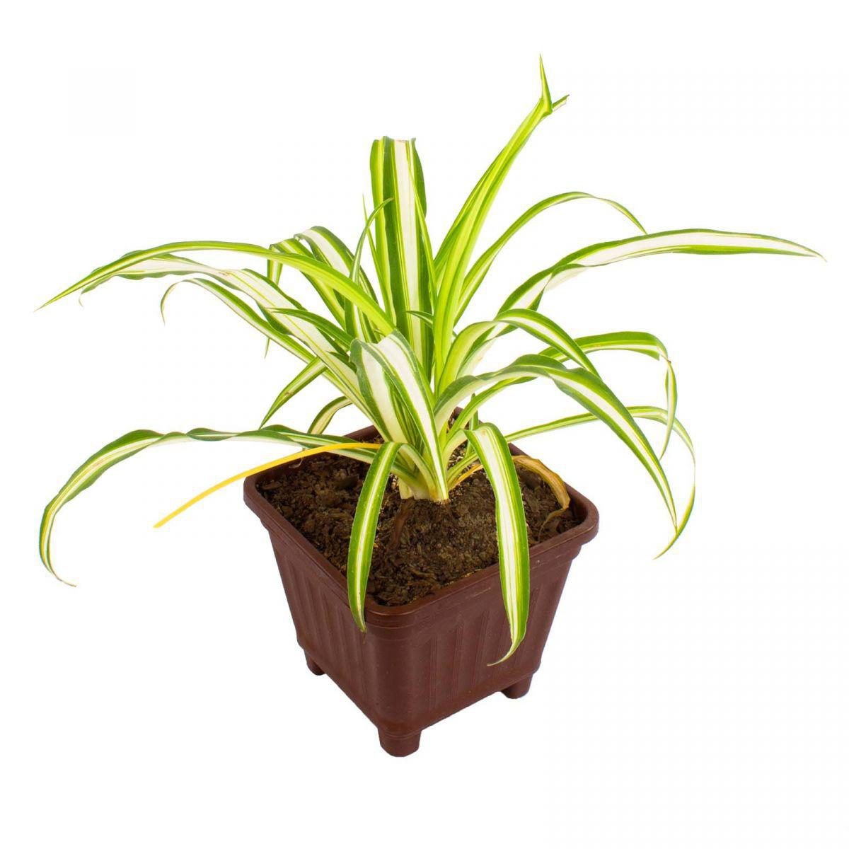 Chlorophytum comosum (cinta) - Planta de interior en macetero - Imagen 1