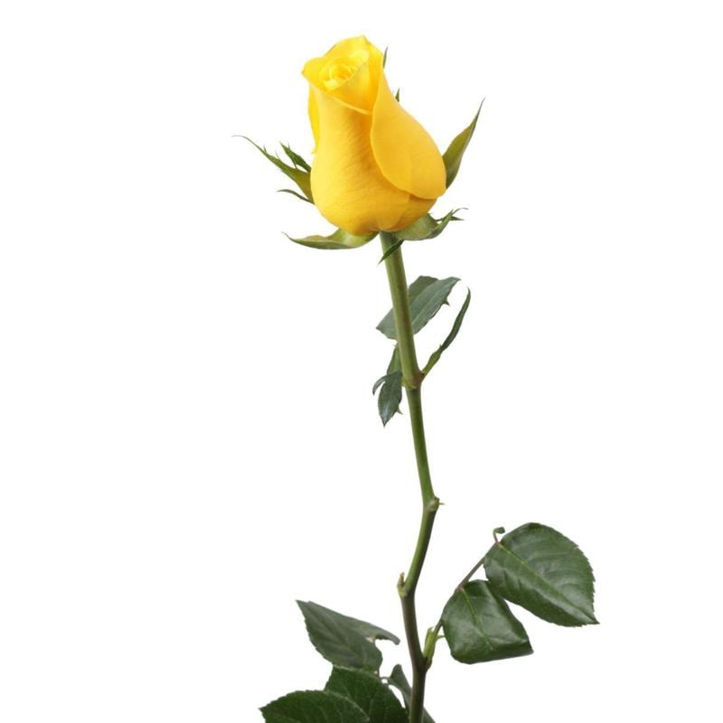 Rosa amarilla - Imagen 1