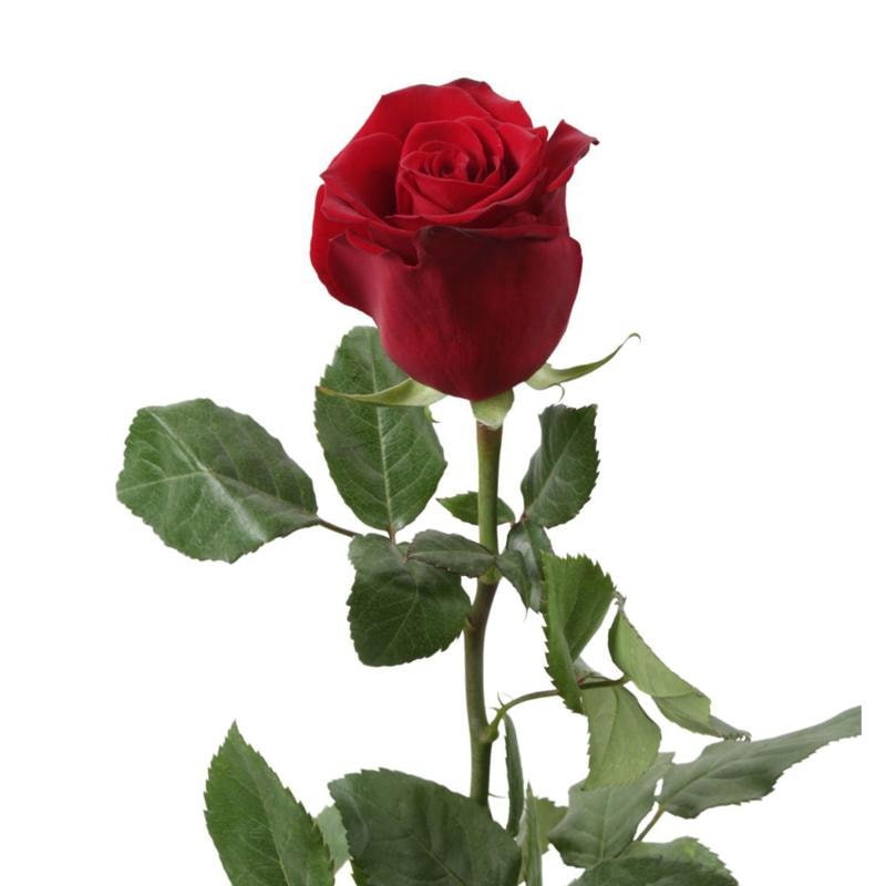 Rosa Roja - Imagen 1