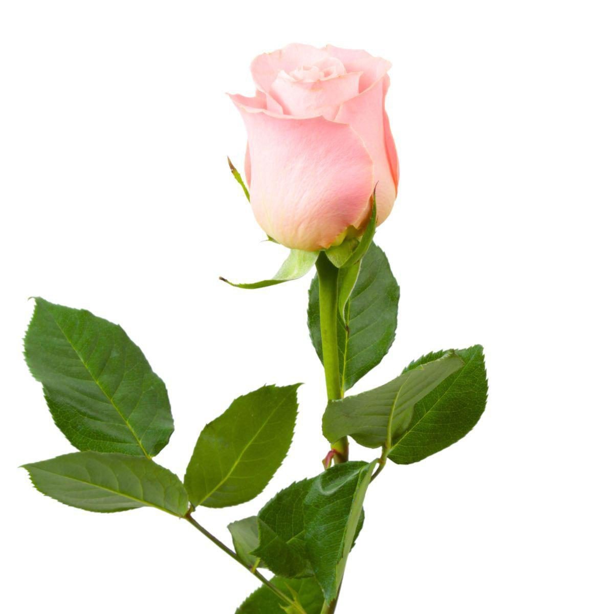 Rosa Rosada - Imagen 1
