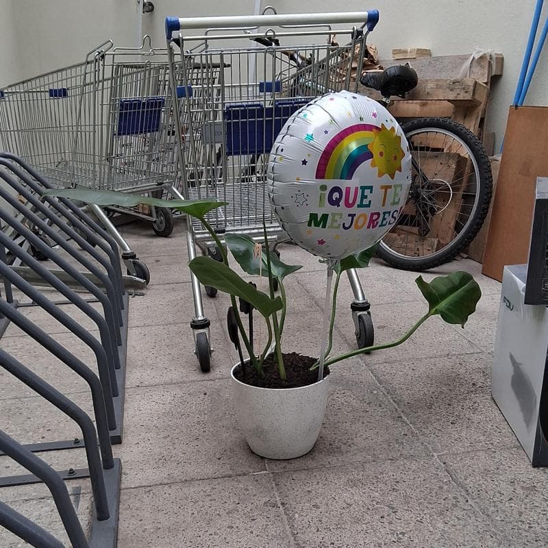 Pedido 19756