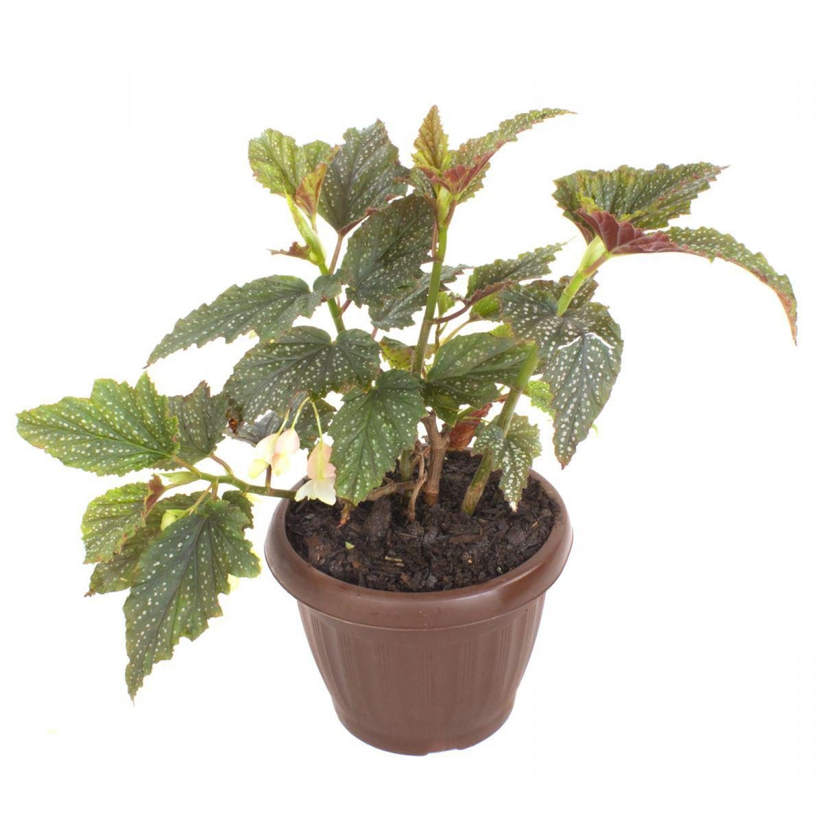 Begonia Alita de Angel S - Planta de interior en macetero - Imagen 1