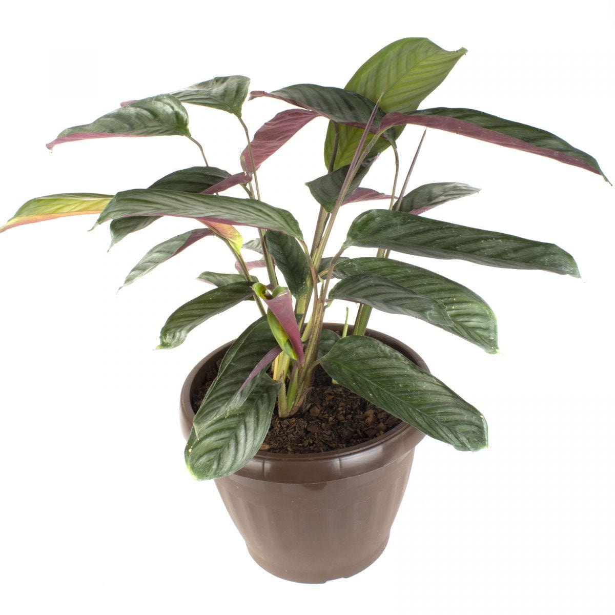 Ctenanthe Setosa M - Planta de interior en macetero - Imagen 1