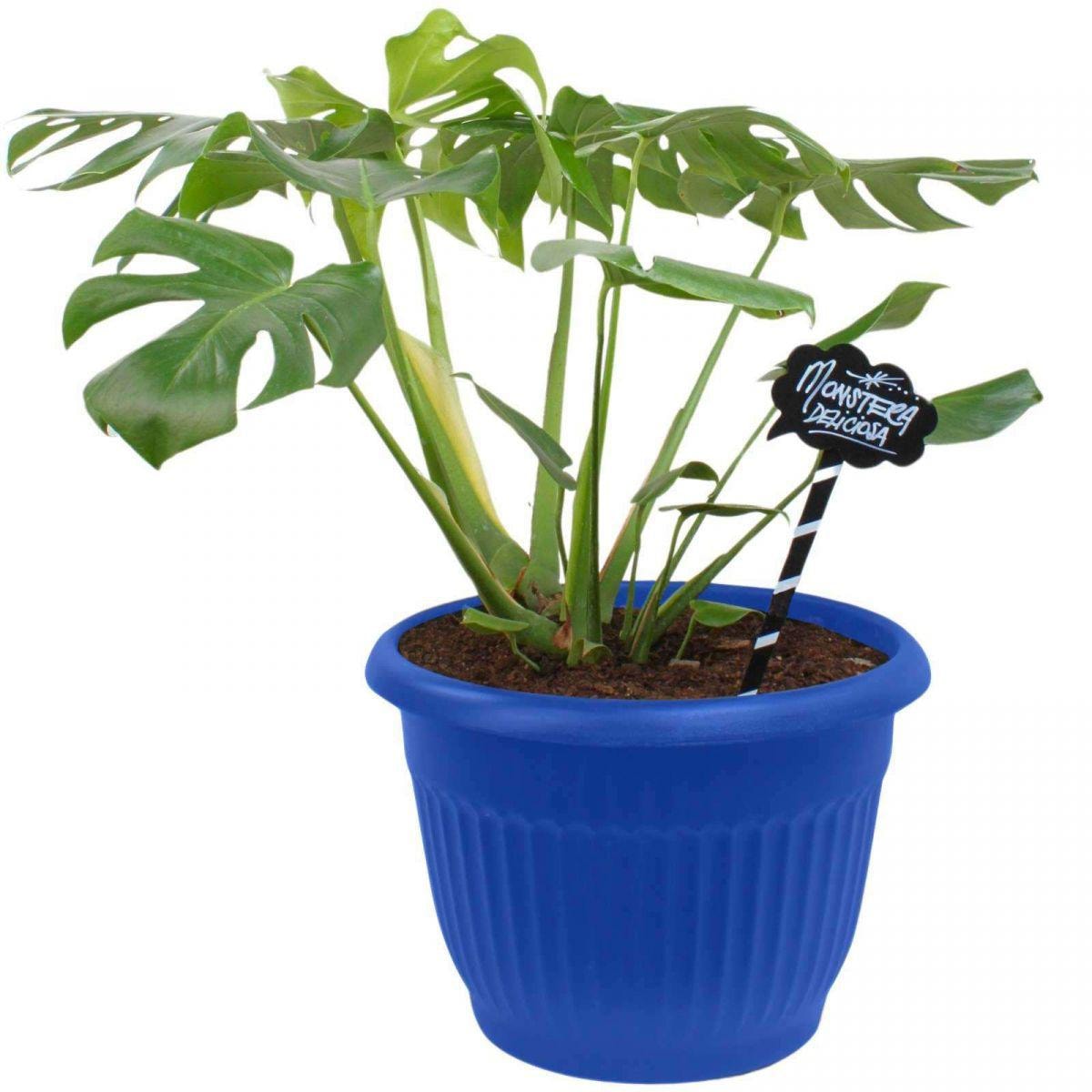 Monstera Deliciosa XL - Planta de interior en macetero - Imagen 1