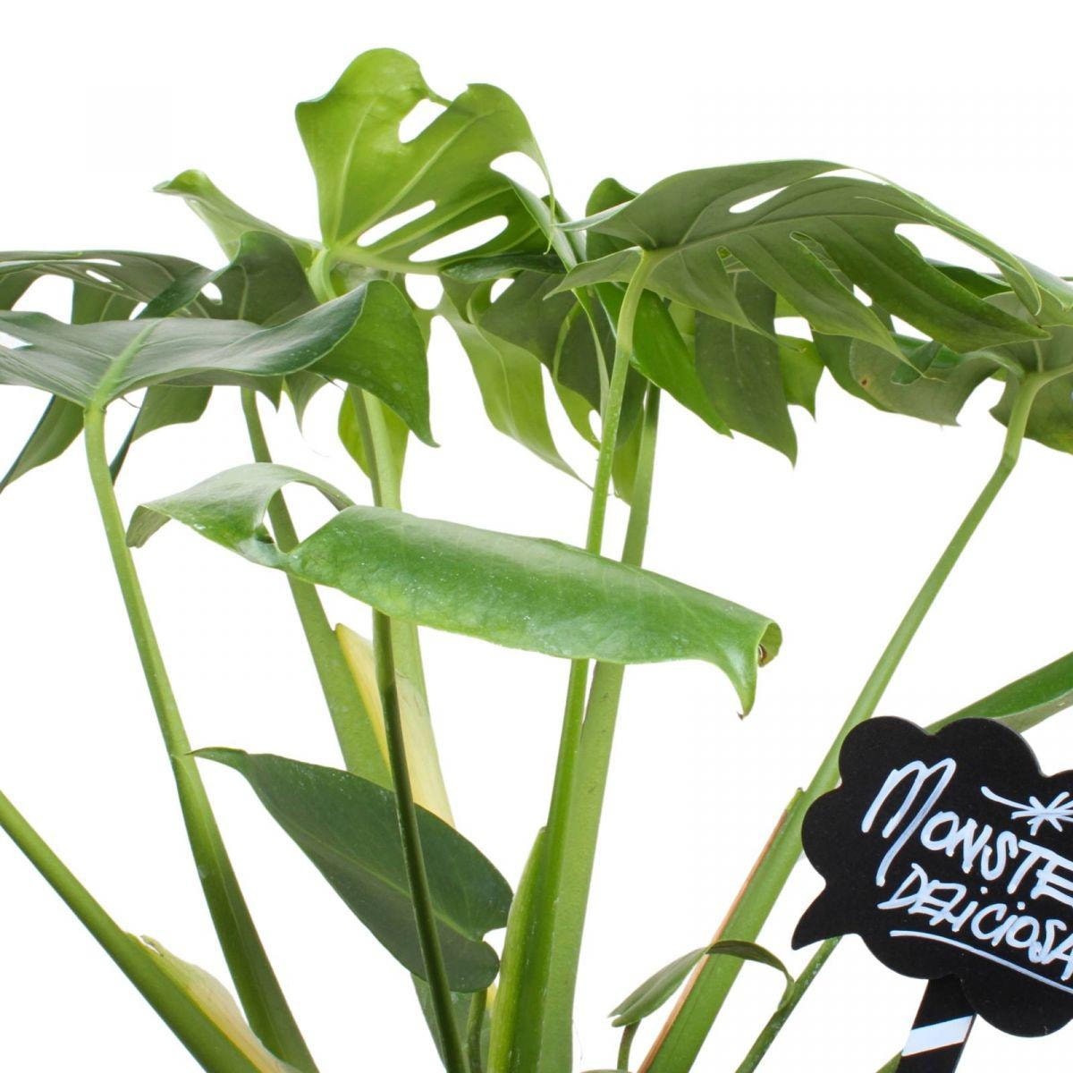 Monstera Deliciosa XL - Planta de interior en macetero - Imagen 2