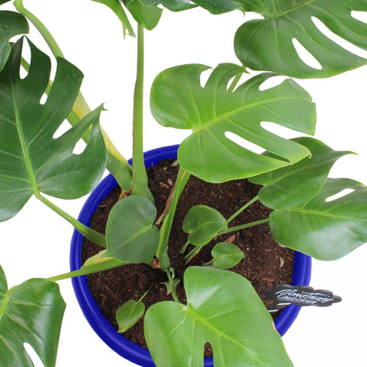 Monstera Deliciosa XL - Planta de interior en macetero - Imagen 3