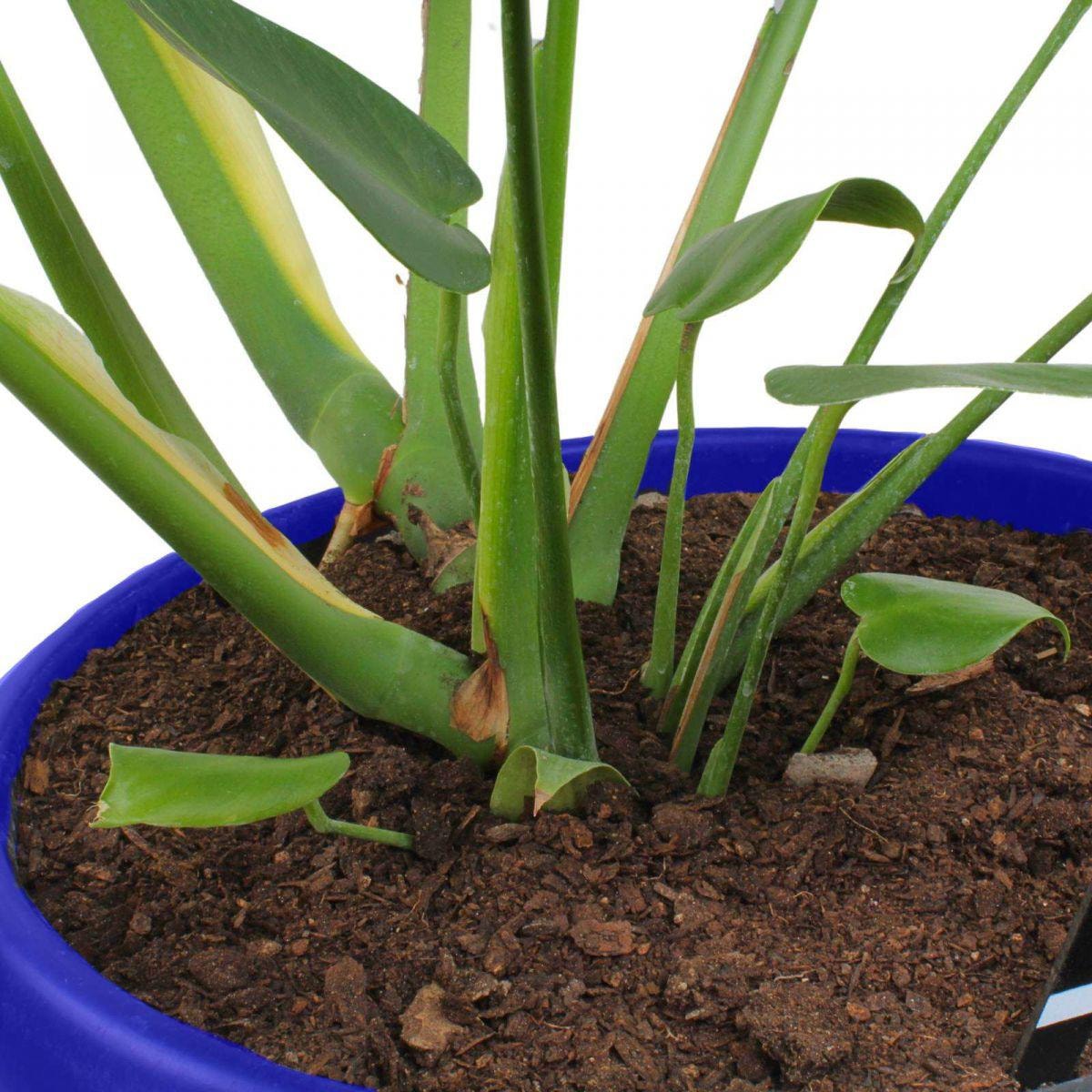 Monstera Deliciosa XL - Planta de interior en macetero - Imagen 4