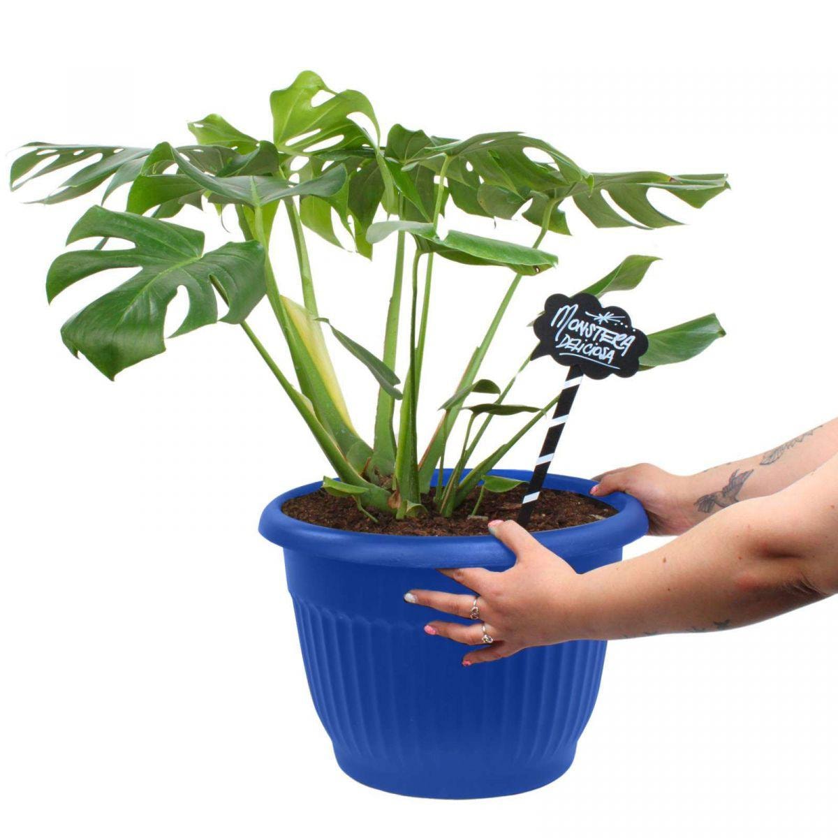 Monstera Deliciosa XL - Planta de interior en macetero - Imagen 5