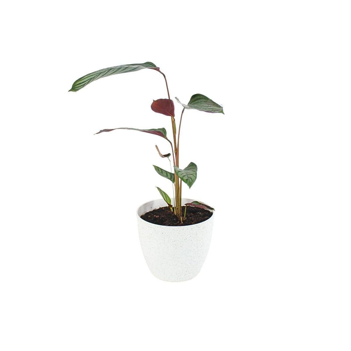 Ctenanthe Setosa S - Planta de interior en macetero - Imagen 1