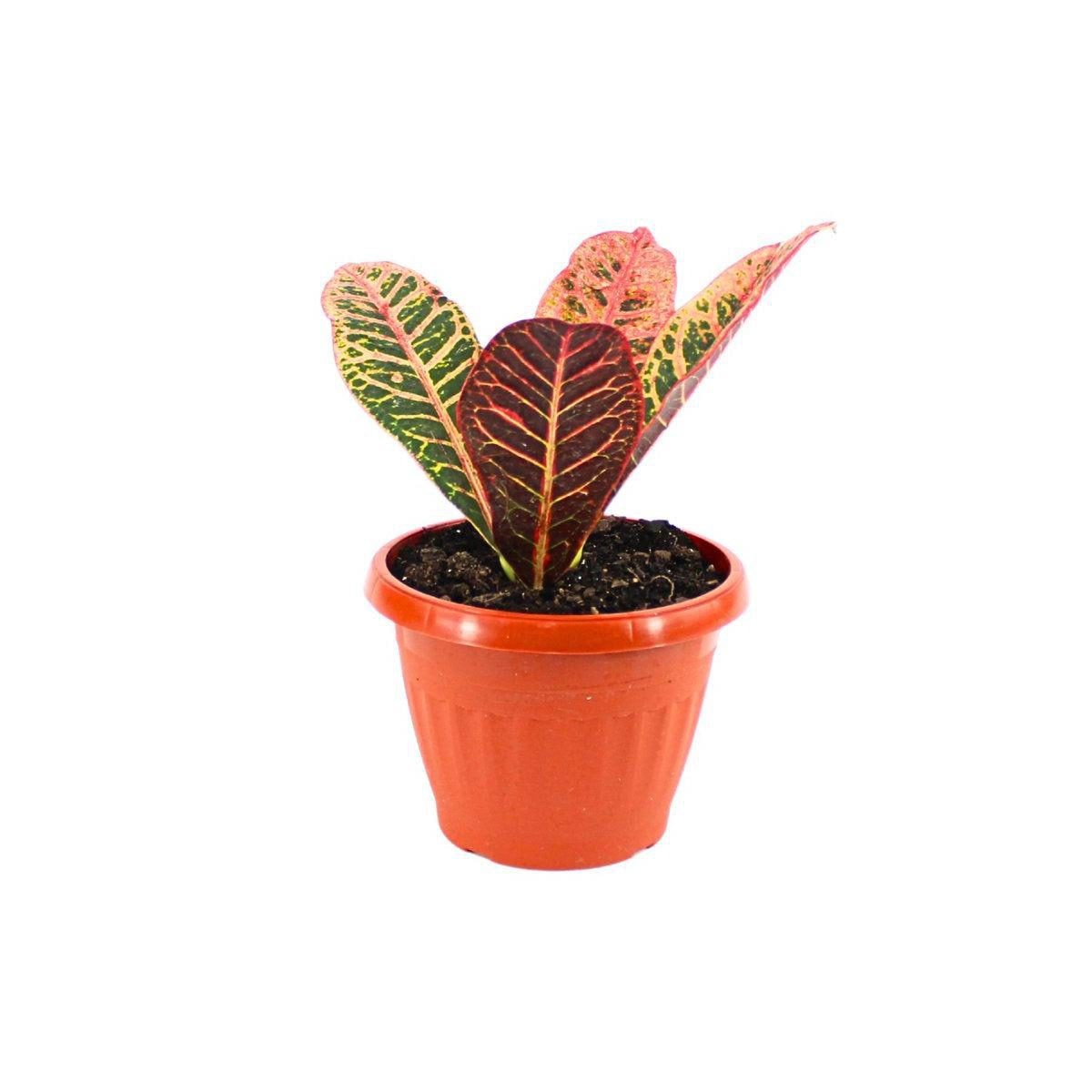 Croton Monalisa S - Planta de interior en macetero - Imagen 1