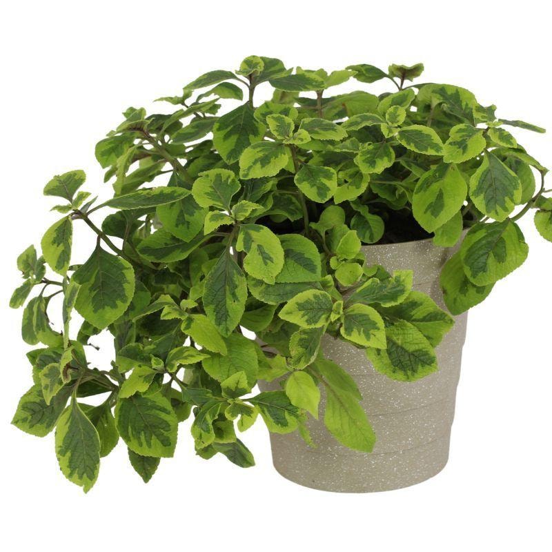 Dolar Variegado S - planta de interior en macetero - Imagen 1