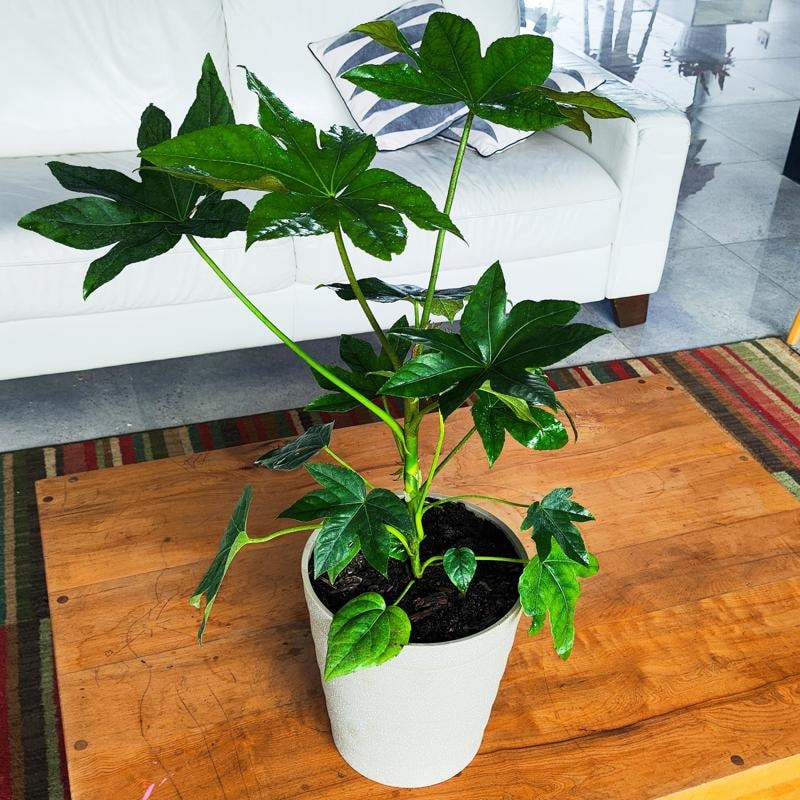 Aralia Japónica M - Planta de interior en macetero - Imagen 1