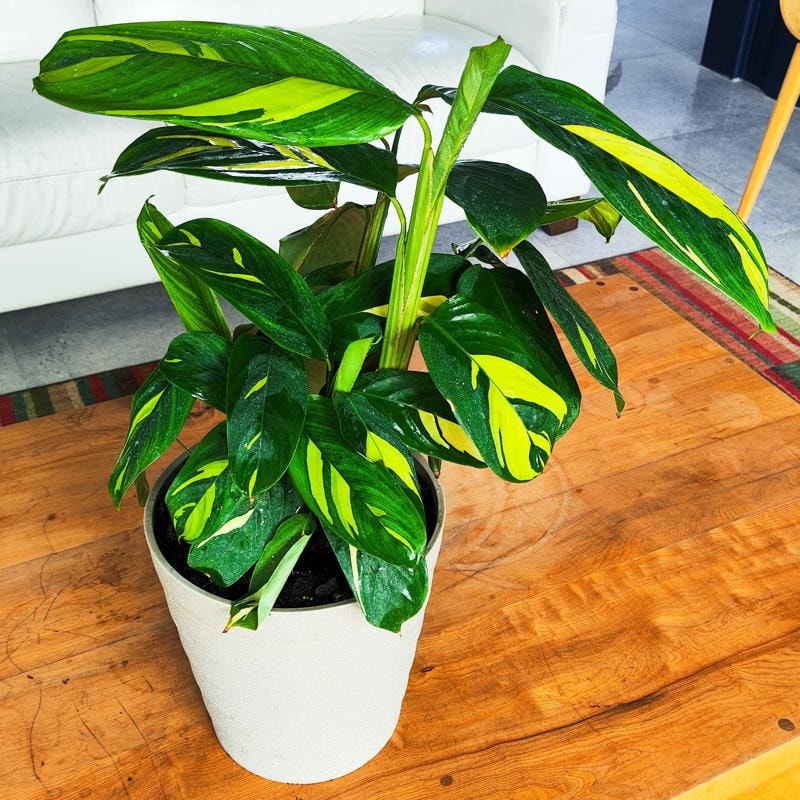Ctenanthe Lubbersiana M - Planta de interior en macetero - Imagen 1