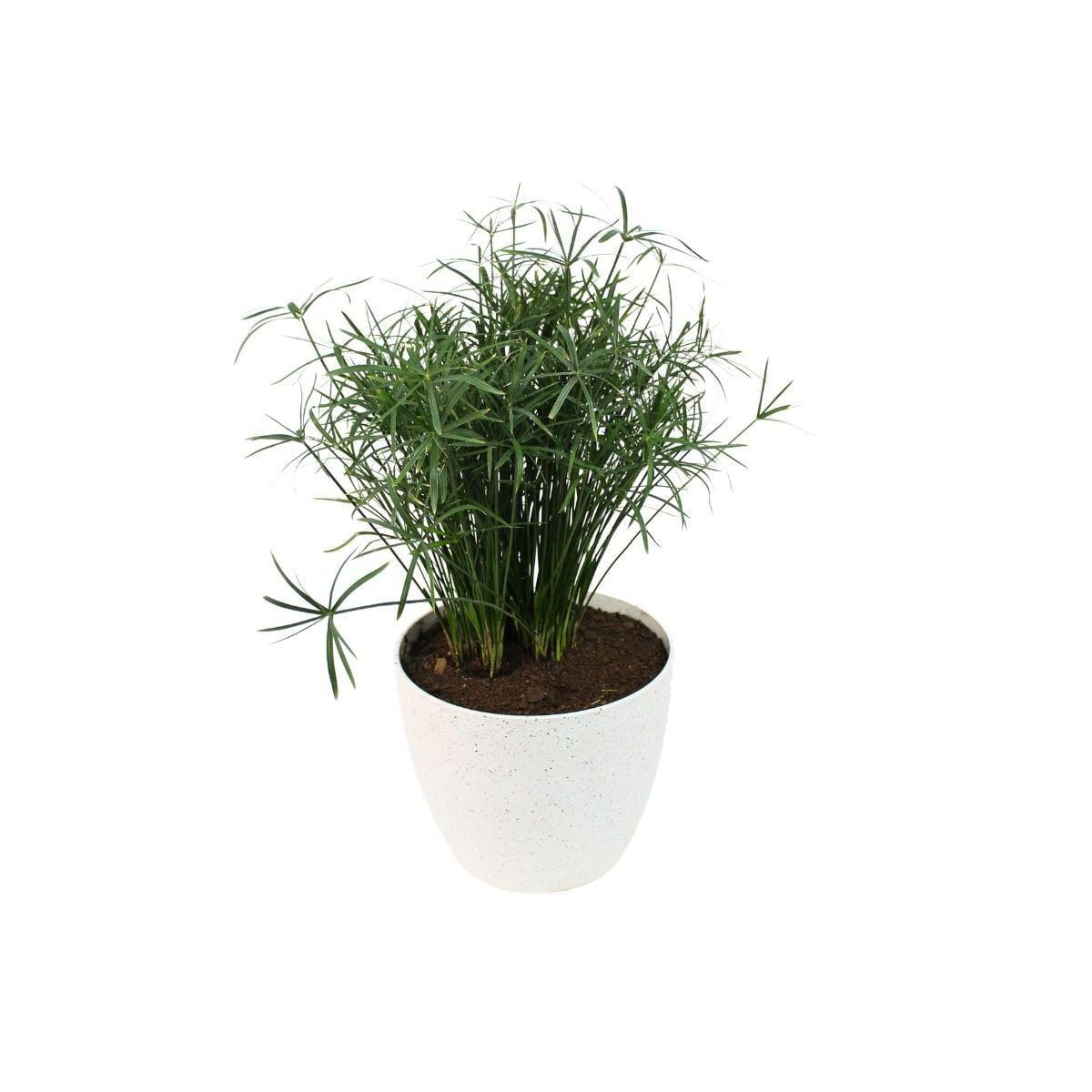 Papiro Enano M - planta de interior y exterior en macetero - Imagen 1