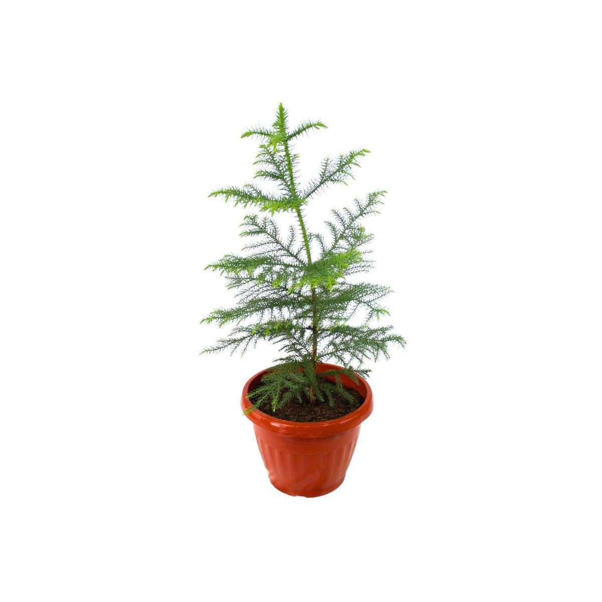 Araucaria Excelsa S - planta de interior y exterior macetero - Imagen 1