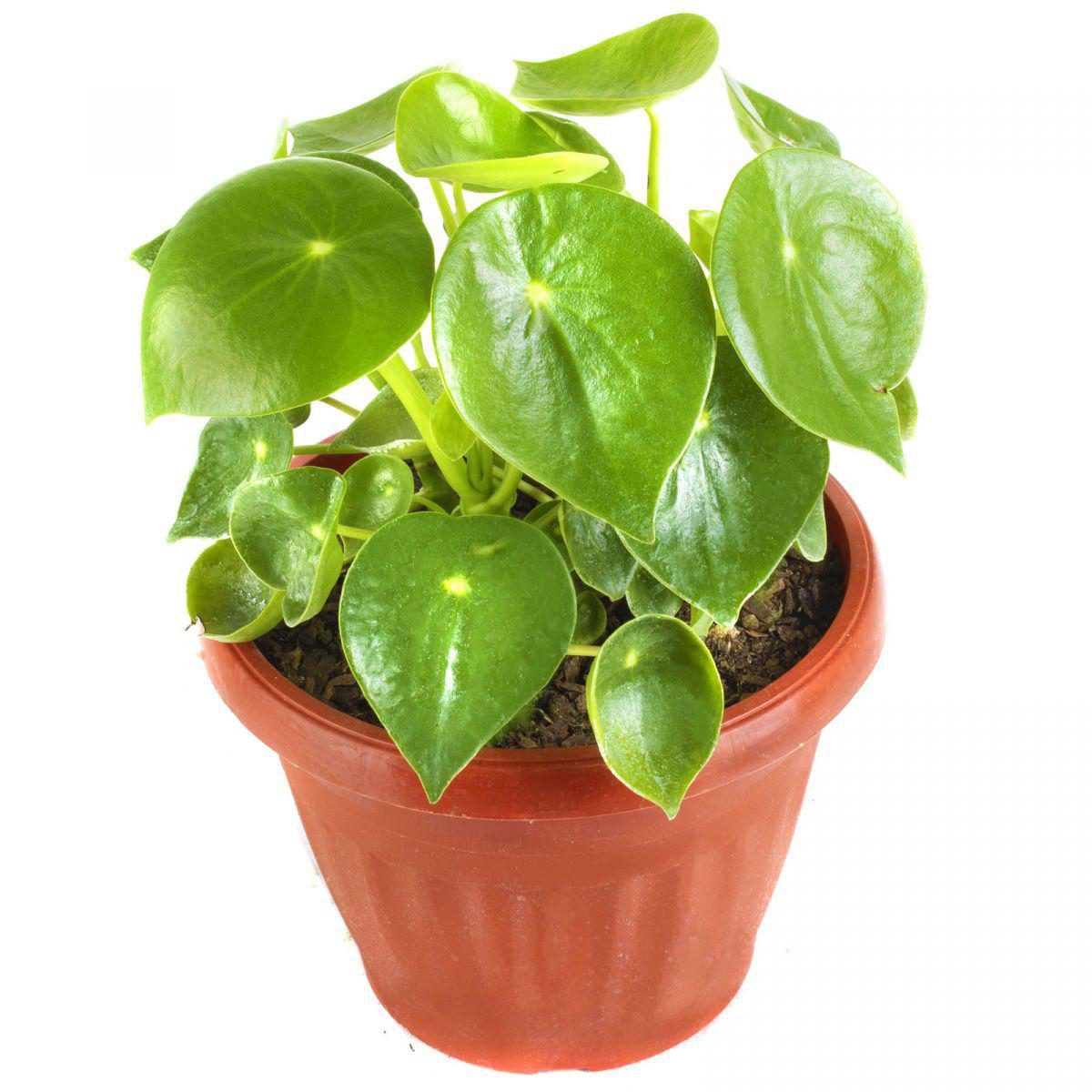 Peperomia Cucharita S - Planta de interior en macetero - Imagen 1